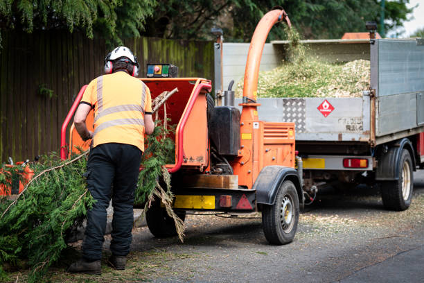 Best Arborist Services Near Me  in Albuquerque, NM